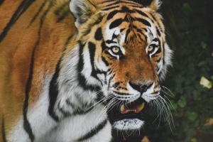老虎 捕食者 动物 一瞥 咆哮 大猫 4k壁纸 3840x2160