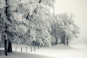 冬天大雪树栅栏风景图片