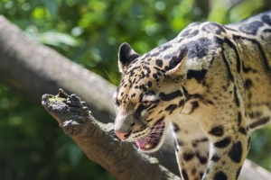 云豹 豹子 捕食者 大猫 日志 模糊 4k壁纸 3840x2160