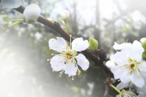 春天 草地 桃花 梨花 渐变透明 元素5