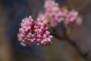 花 春天 花瓣 花序 分枝 粉红色 模糊 4k壁纸 3840x2160