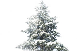 雪树鞋子直通车素材