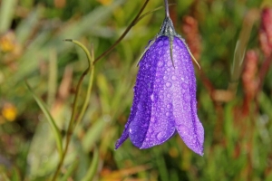  bellflower campanula 花 滴 4k壁纸 3840x2160