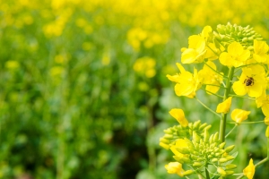油菜花高清3440x1440带鱼屏壁纸