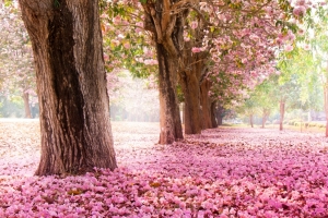 公园树木粉红色樱花3840x2160风景壁纸