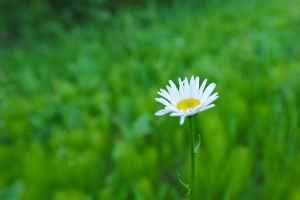 菊花 花 白色 绿色 夏季 4k壁纸 3840x2160