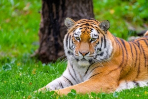 西伯利亚虎 老虎 捕食者 大猫 草 野生动物 4k壁纸 3840x2160