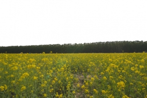 北京海淀上庄镇油菜花