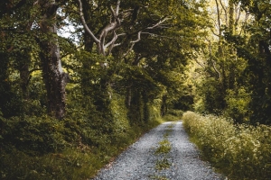 道路 森林 树木 植物 4k壁纸 3840x2160