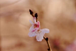 樱花 花 树枝 粉红色 春天 4k壁纸 3840x2160