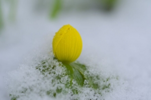 花 芽 雪 宏 滴 4k壁纸 3840x2160