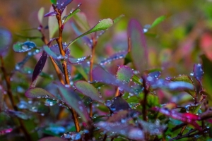 枝 叶 雨 滴 宏观 4k壁纸 3840x2160