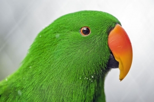  eclectus 鹦鹉 喙 绿色 4k壁纸 3840x2160