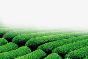 绿色茶田茶叶原野