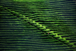 茶园风景图片