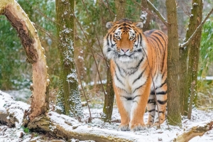 西伯利亚虎 虎 捕食者 大猫 雪 树 4k壁纸 3840x2160