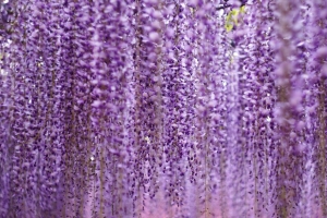 花朵 花序 紫色 模糊 4k壁纸 3840x2160