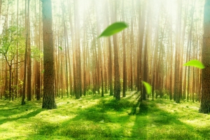 绿色森林大自然主图背景