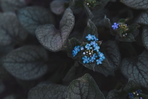 花 蓝色 花序 叶子 植物 开花 4k壁纸 3840x2160