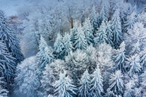 5k 冬季 风景 树林 雪 顶部 俯视 雪景 电脑壁纸