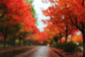 玻璃 道路 树木 秋天 雨滴 图片