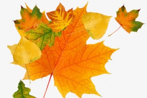 秋季，枫叶，树叶，树木，秋天+