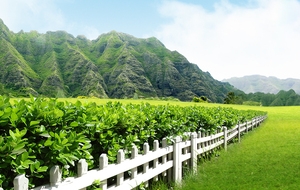 田园风光背景