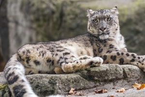 雪豹 动物 大猫 石头 树叶 秋季 4k壁纸 3840x2160