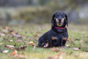 达克斯猎犬 狗 黑色 垂耳 项圈 草坪 落叶 4k壁纸 3840x2160