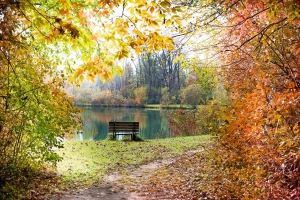 秋天的树叶 树林 河流 小路 长椅 秋天背景 自然风景4K壁纸