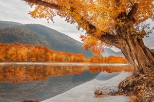 河边枫树背景