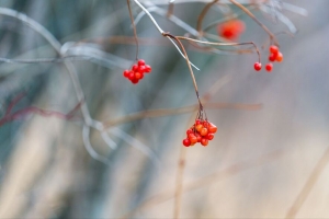  viburnum 浆果 束 树枝 模糊 秋季 4k壁纸 3840x2160