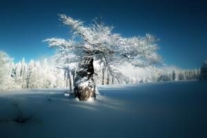 冬季森林雪山树林风景图片