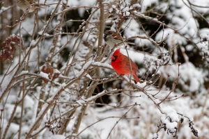红色红衣主教 鸟 树枝 冬天 雪 4k壁纸 3840x2160