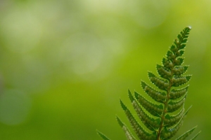 蕨类植物 树叶 水滴 微距 模糊 4k壁纸 3840x2160