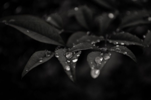 树叶 水滴 露水 雨 微距 深色 4k壁纸 3840x2160