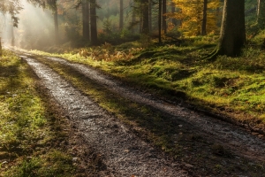 森林 自然 秋天的早晨 路 摄影风景图片