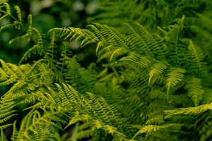 蕨类植物 树叶 绿色植物 宏 植物 4k壁纸 3840x2160