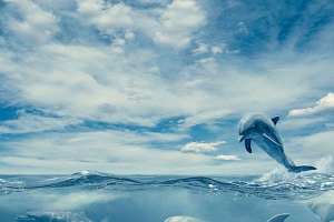 蓝色海洋海豚背景素材