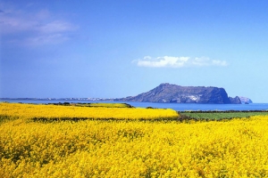 唯美油菜花田背景