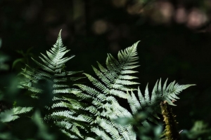 蕨类植物 树叶 植物 阴影 自然 4k壁纸 3840x2160