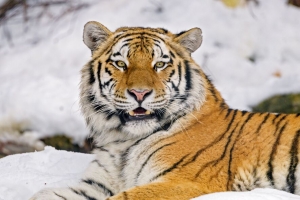 老虎 动物 捕食者 大猫 野生动物 雪地 4k壁纸 3840x2160