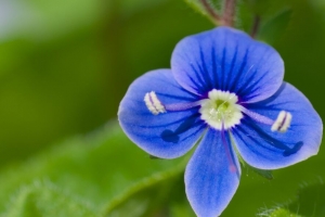  speedwell 花 花瓣 蓝色 模糊 4k壁纸 3840x2160