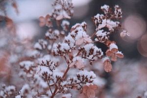 枝 花 雪 宏 植物 4k壁纸 3840x2160