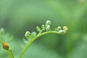 蕨菜高清图片