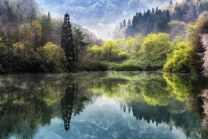 自然 湖 泉 树林 樱花 风景图片