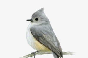 Tufted TItmouse