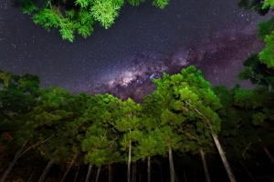 天空,星星,夜晚,光,树木,自然风光图片