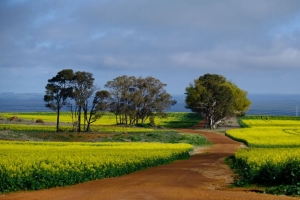 字段 路径 树木 自然 风景 4k壁纸 3840x2160