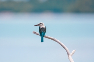 鸟 Widi群岛 哈马黑拉岛 印尼 鸟儿4k图片
